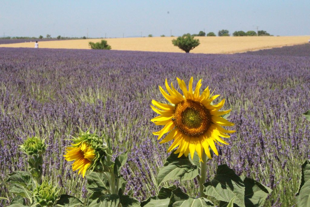Lavanda, girasoli e una Citroën 2CV