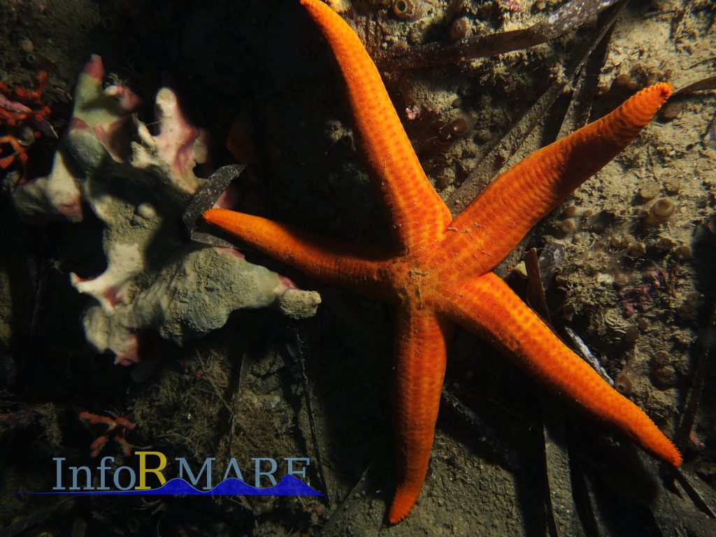 La meraviglia sopra e sotto il mare. Nonostante #6