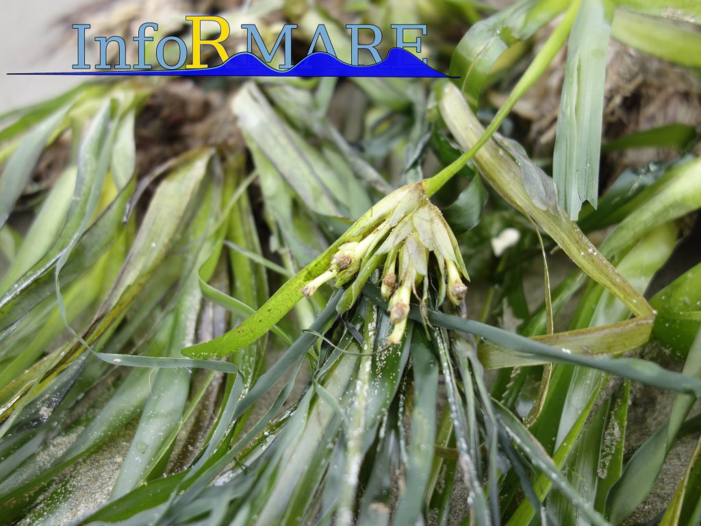 Fiori di posidonia oceanica cercasi: un progetto per la conoscenza (e tutela) del mare