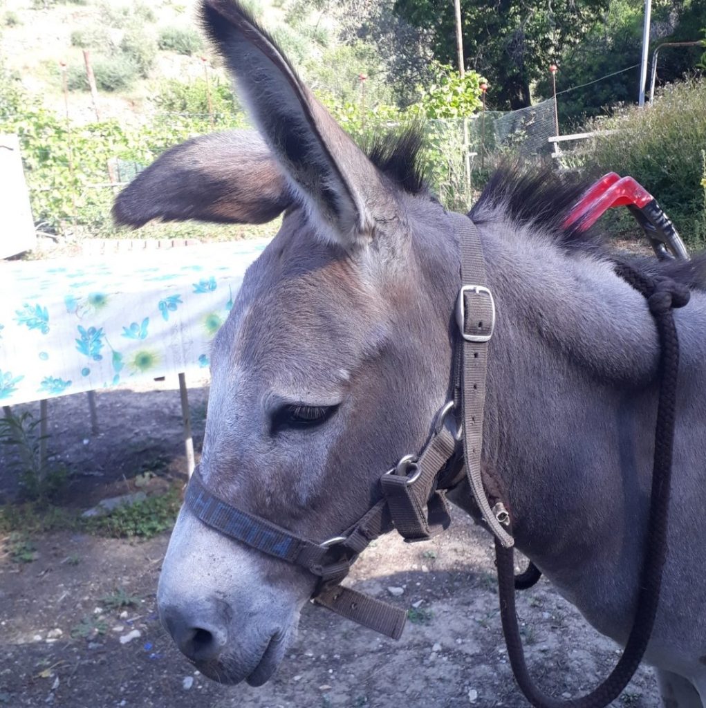 Piacere, Margherita: una gita all’Asineria del Ciapa’, a Cervo