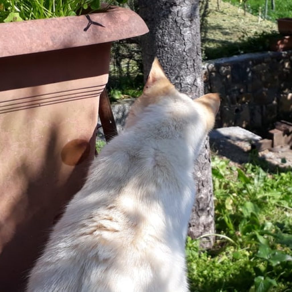 25 giorni a casa – Day 28