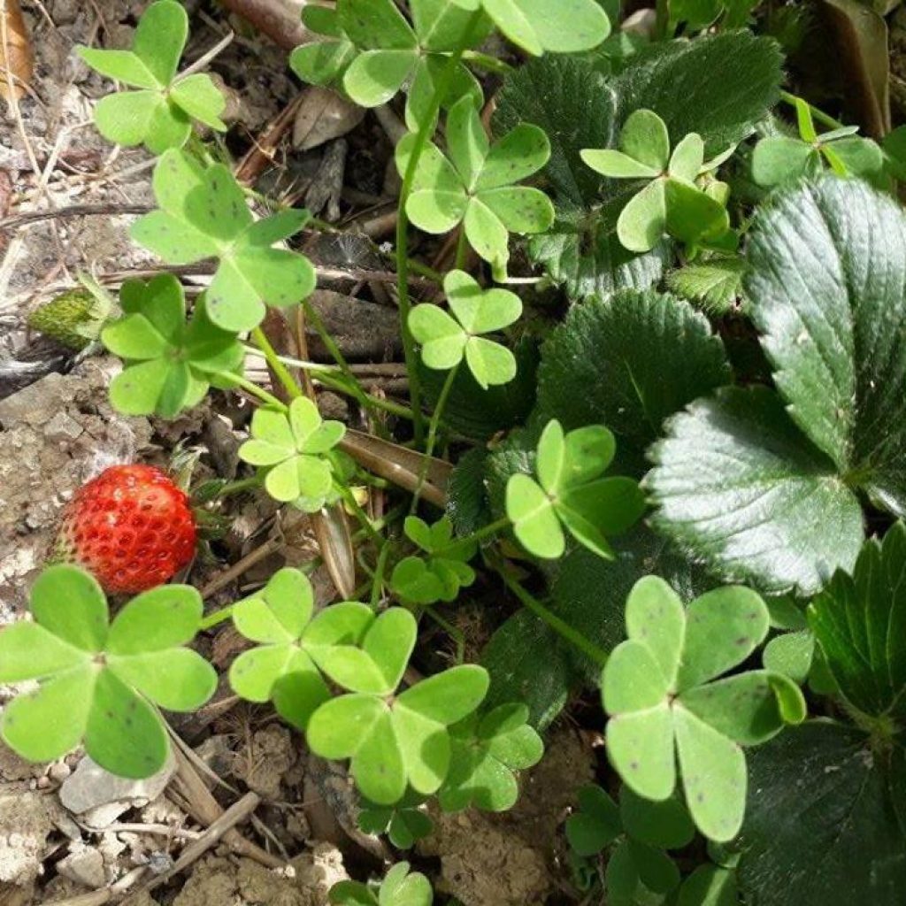 25 giorni a casa – Day 41