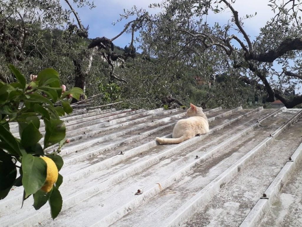 25 giorni a casa – Day 51