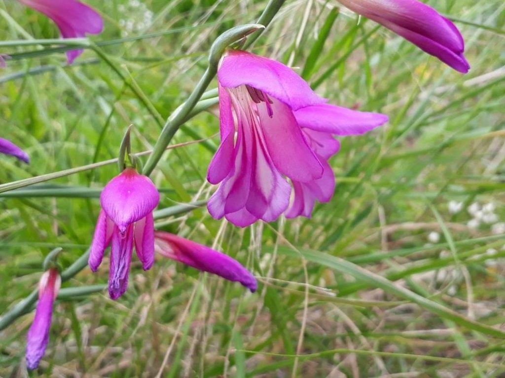 25 giorni a casa – Day 49