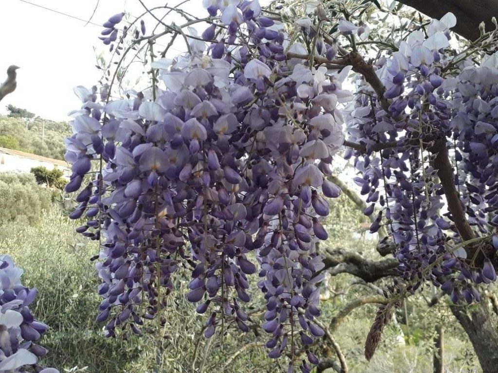 25 giorni a casa – Day 53