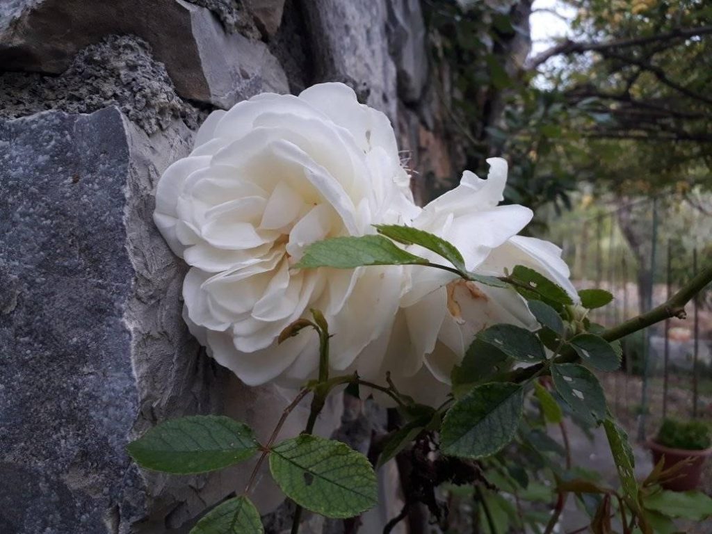 25 giorni a casa – Day 54