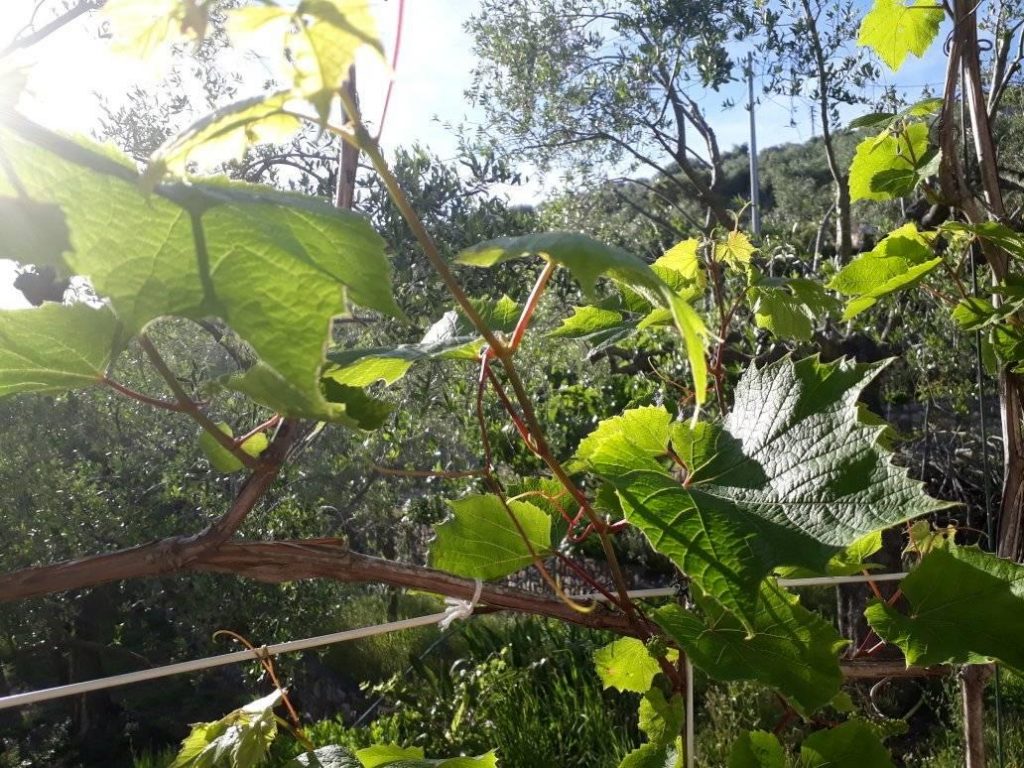 25 giorni a casa – Day 55