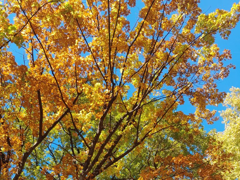Giornata degli alberi: tre romanzi da (ri)scoprire